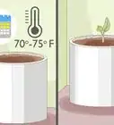 Grow a Calla Lily Indoors